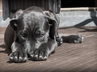 Éclampsie chez la chienne